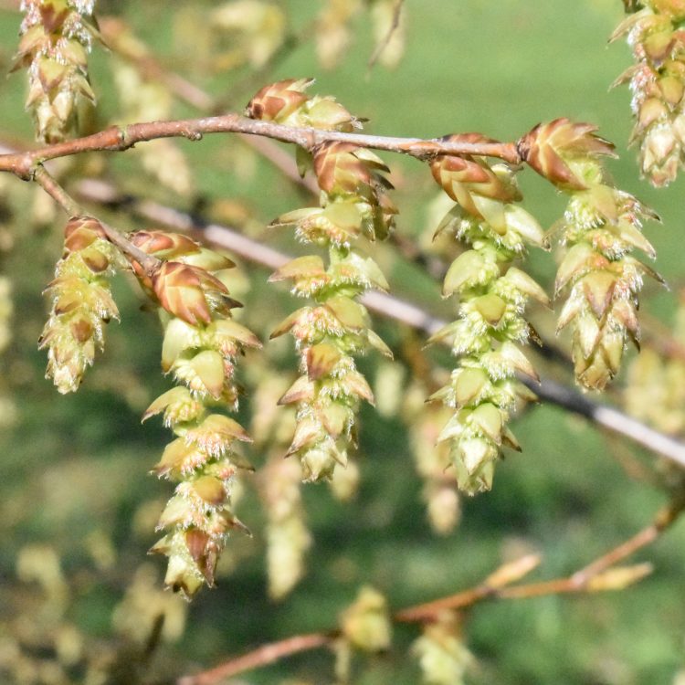 Carpinus kawakamii