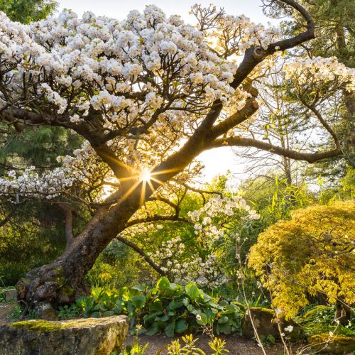 International Garden Photographer of the Year exhibition returns to Cambridge University Botanic Garden 2026