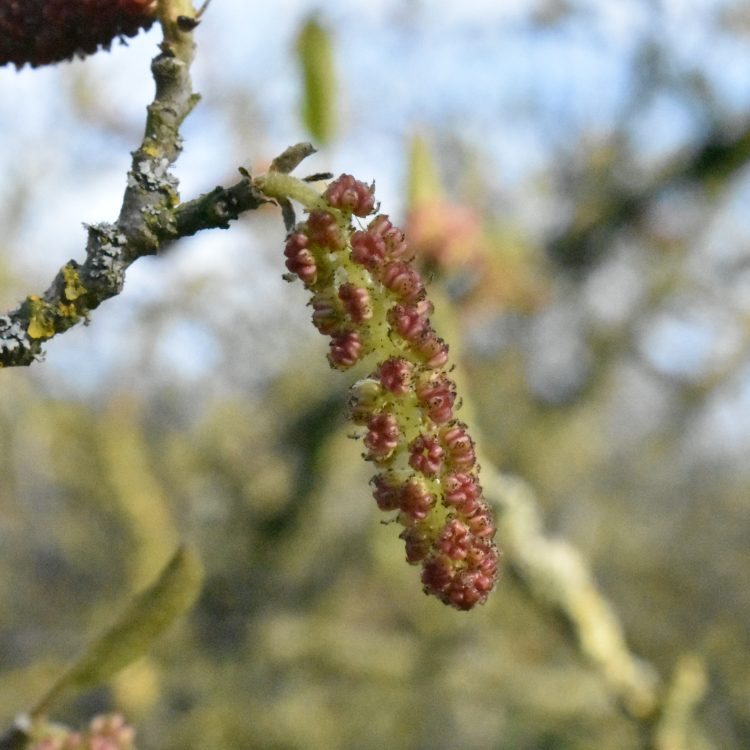 Sinowilsonia henryi