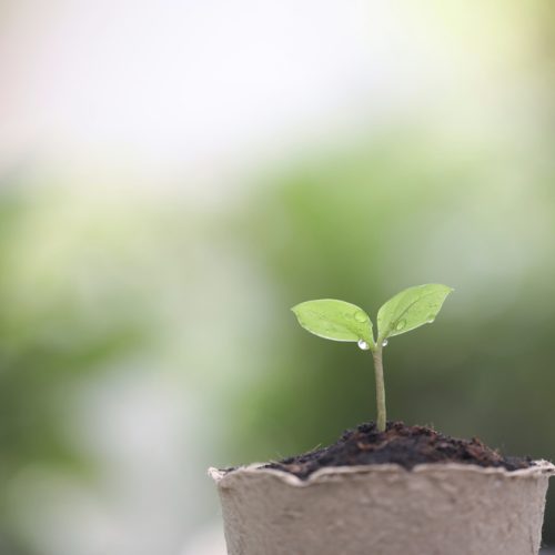 Seed Bank Coordinator (Fixed Term – 3 Years)