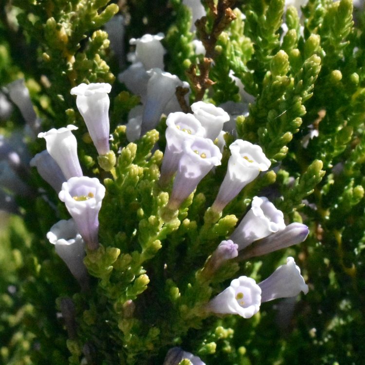 Fabiana imbricata