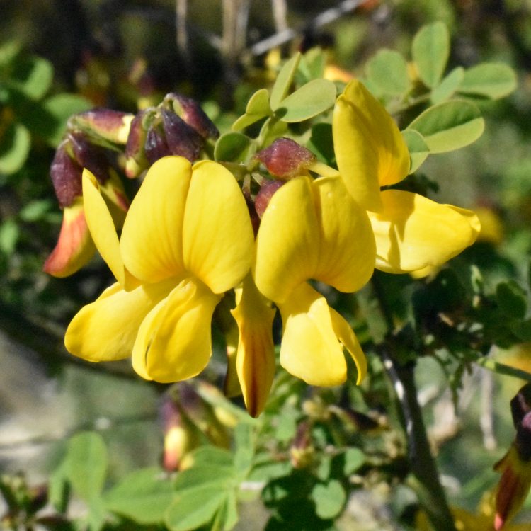 Hippocrepis emerus