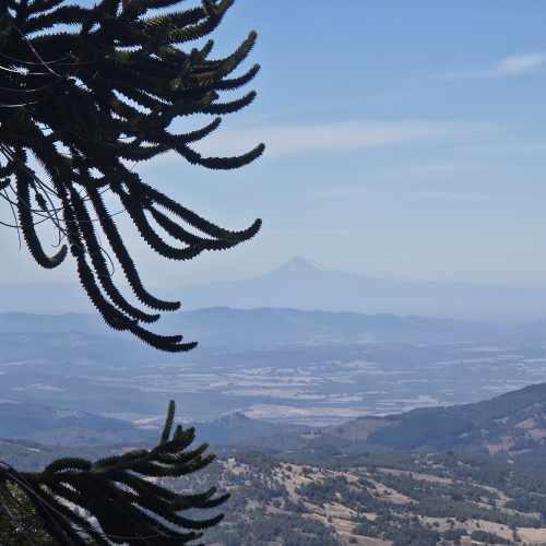 Strengthening Global Conservation: Welcoming Chilean Partners to CUBG