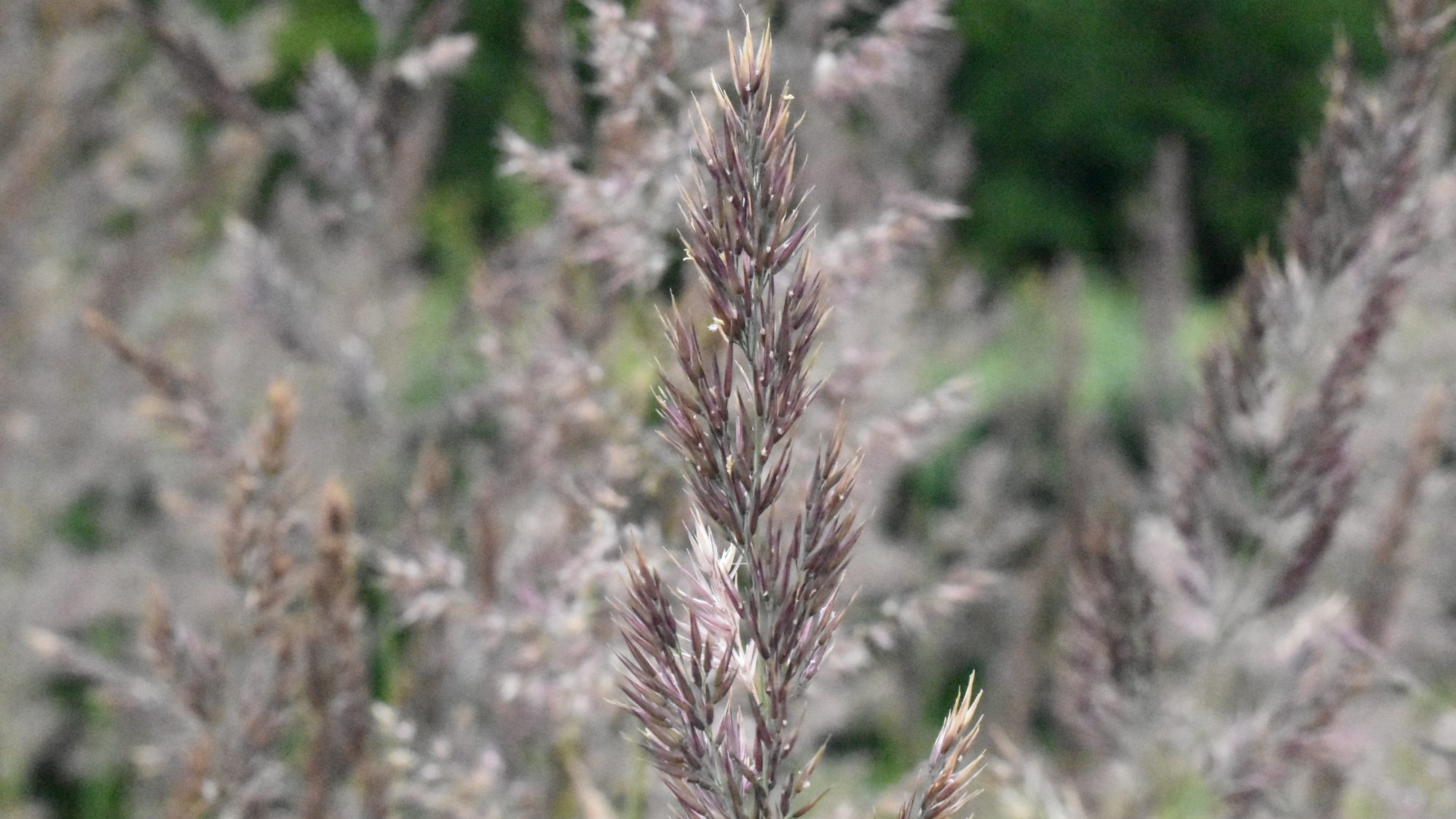 Spike of purple-tinted grass.
