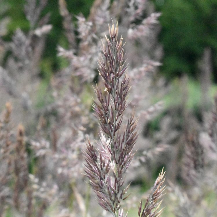 Calamagrostis epigejos