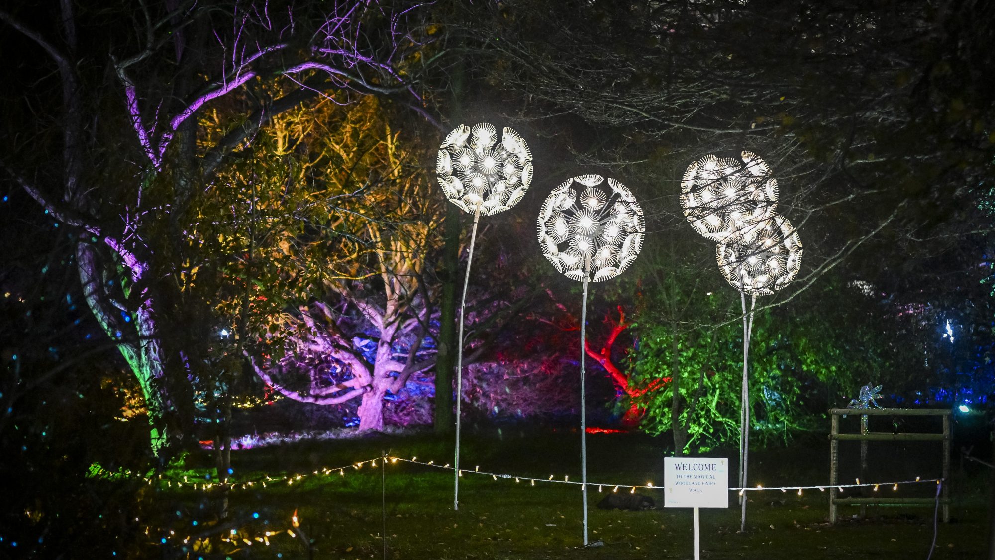 Trees and shrubs lit up wit different coloured lights.