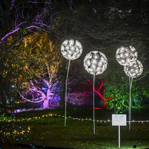 Win four tickets to Cambridge Botanic Lights 2026!
