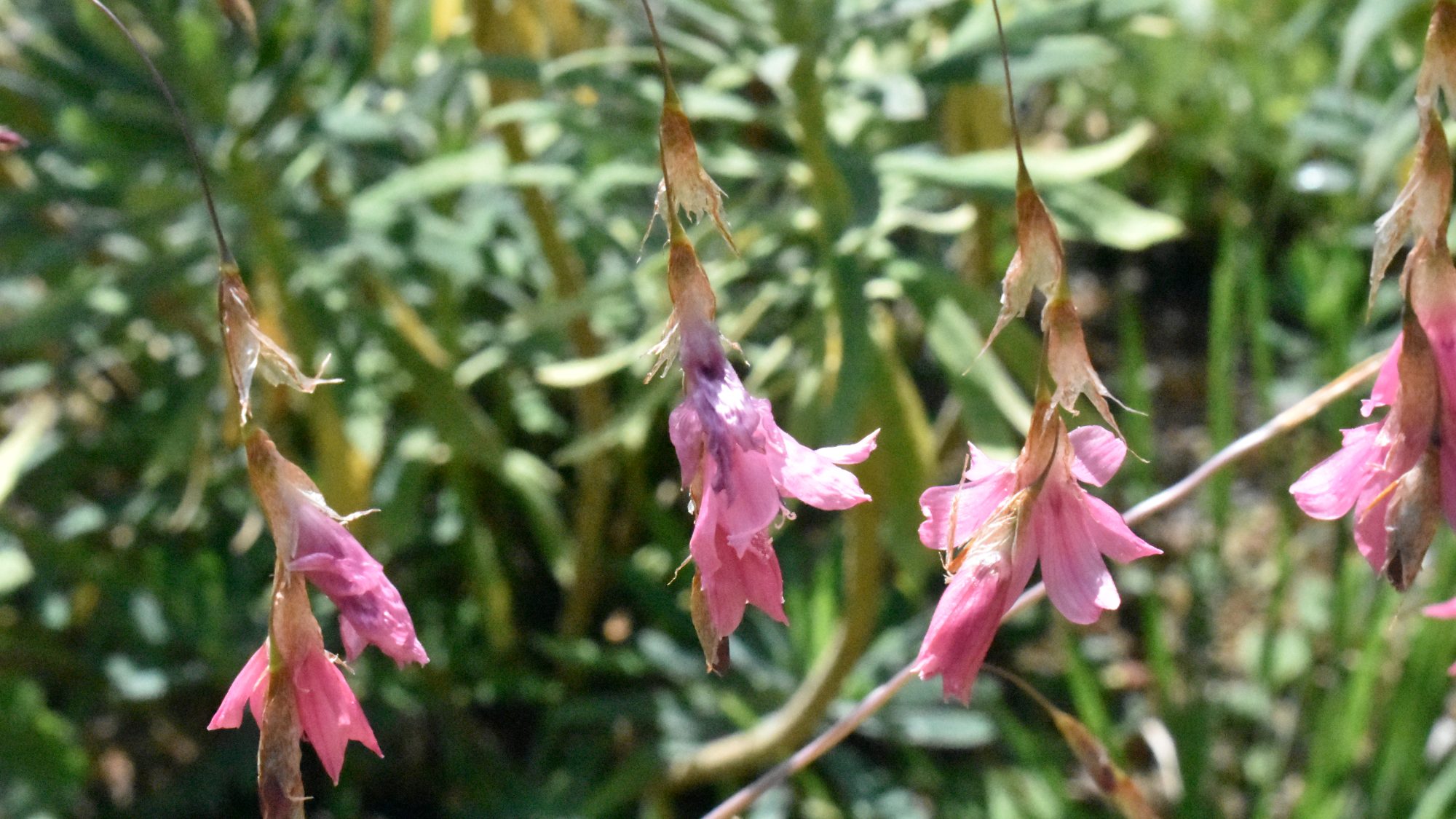 Pendent pink, drop-like flowers.