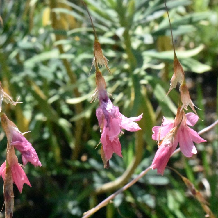 Dierama igneum