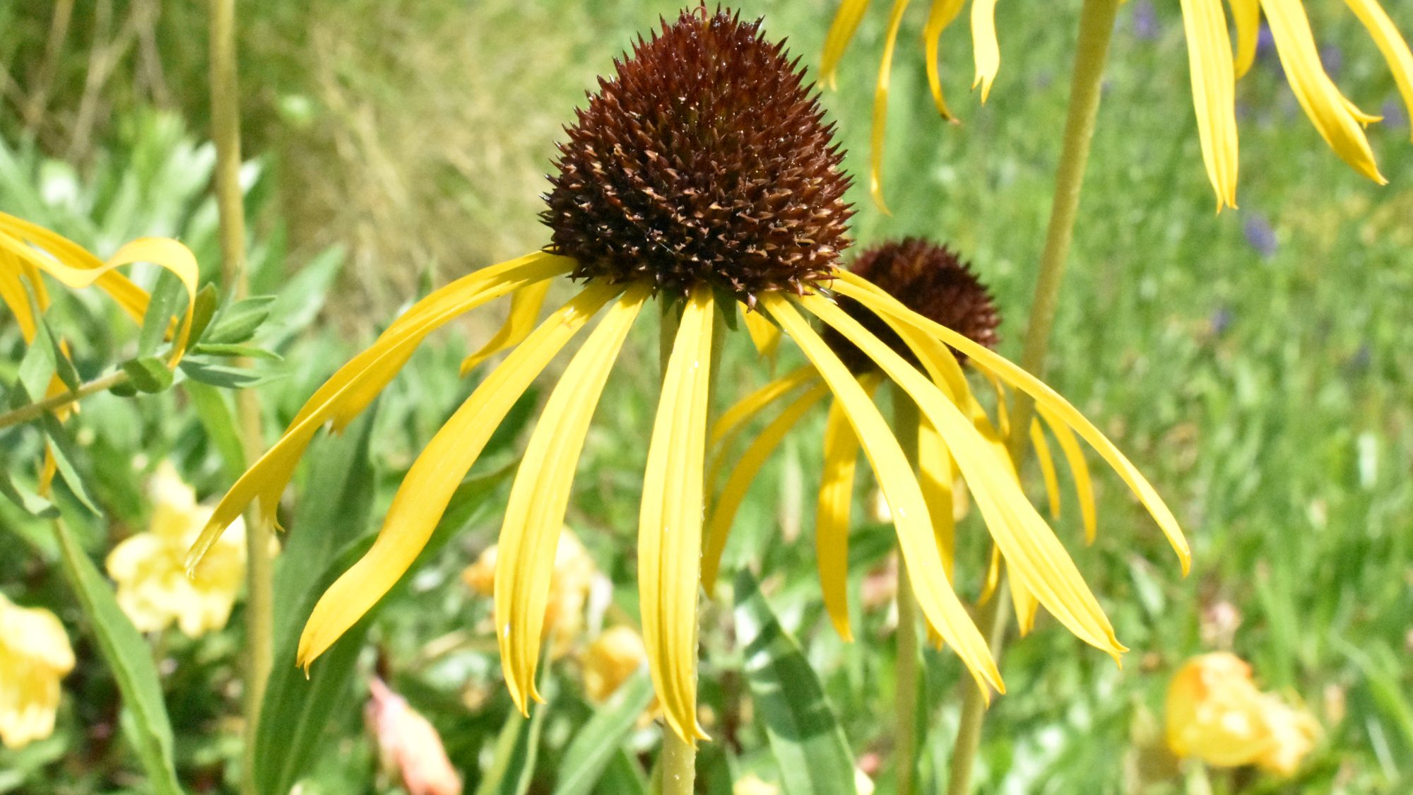 Cone-bearing flower with yellow petals.