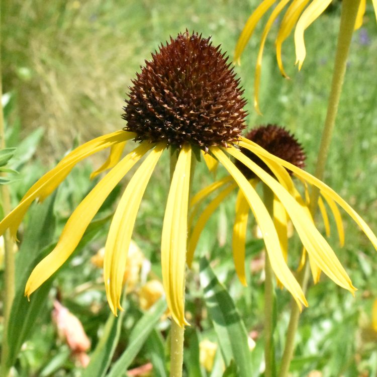 Echinacea paradoxa