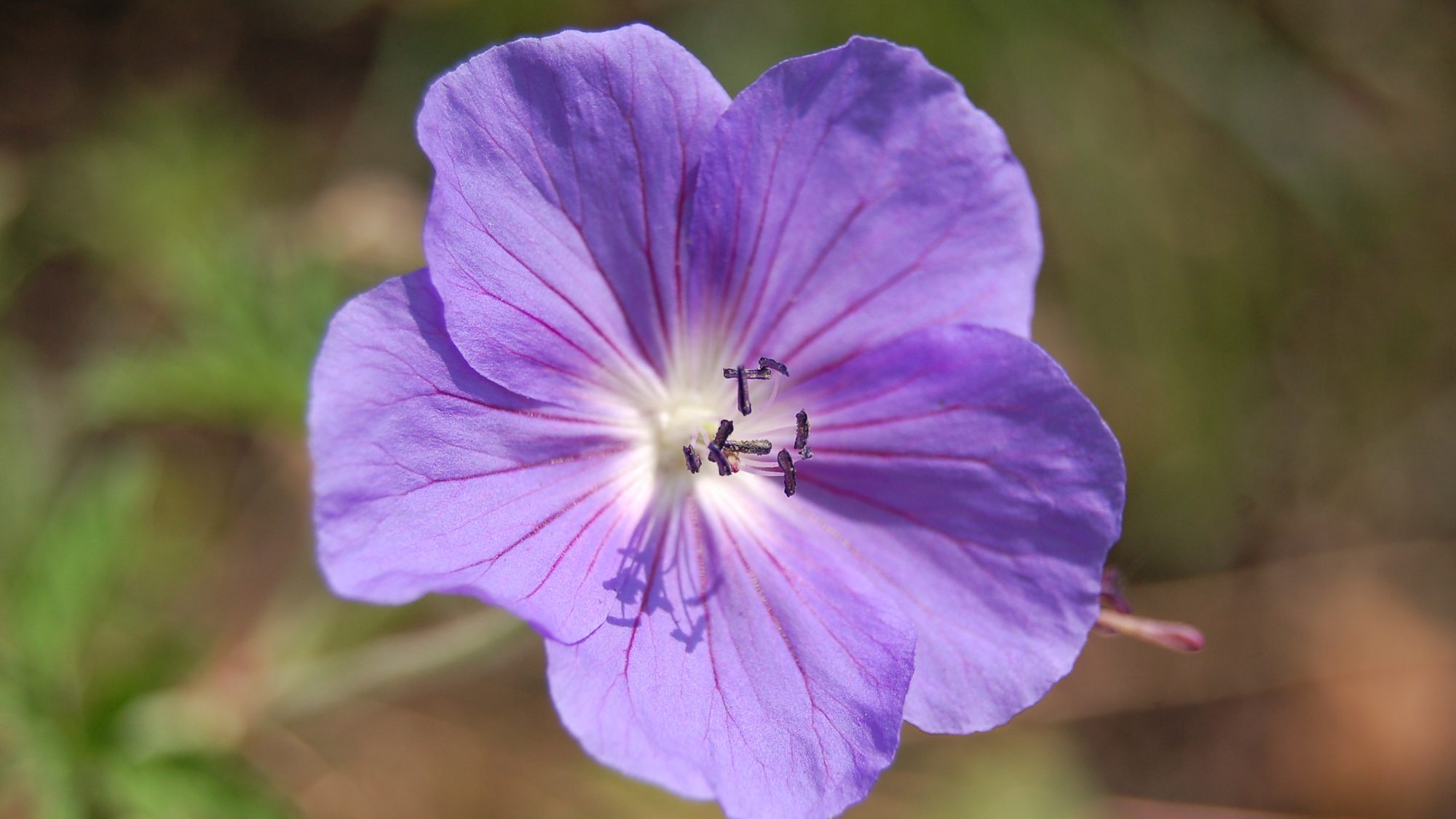 Open, violet-blue flower.
