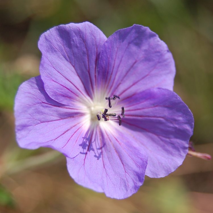 Geranium ‘Brookside’