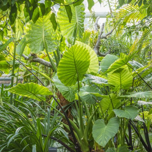 Inspired by the Botanic Garden: Growing tropical plants at home