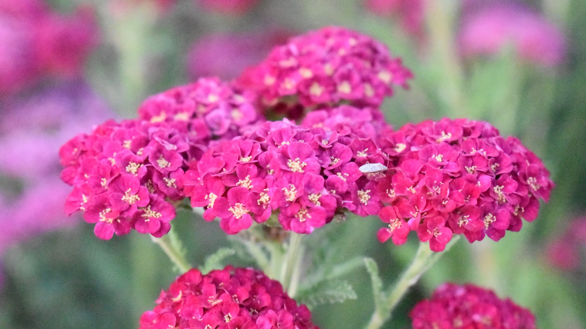 Flat heads of small, magenta flowers.