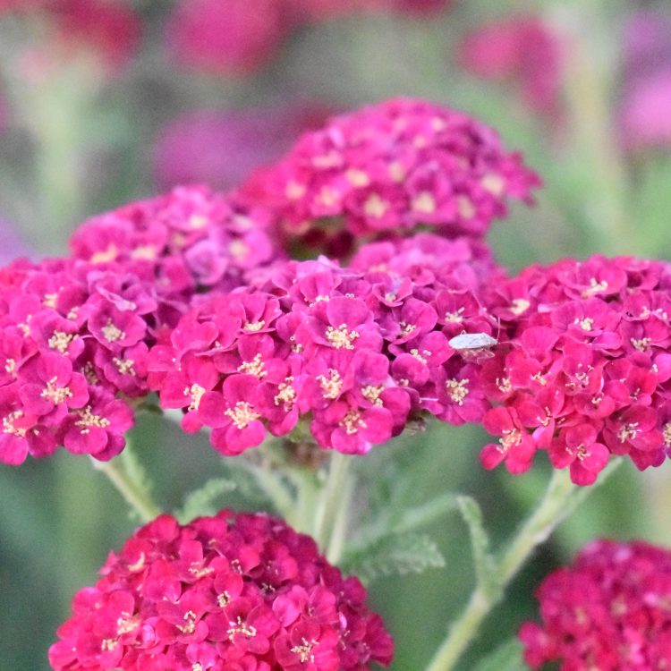Achillea millefolium ‘Pomegranate’