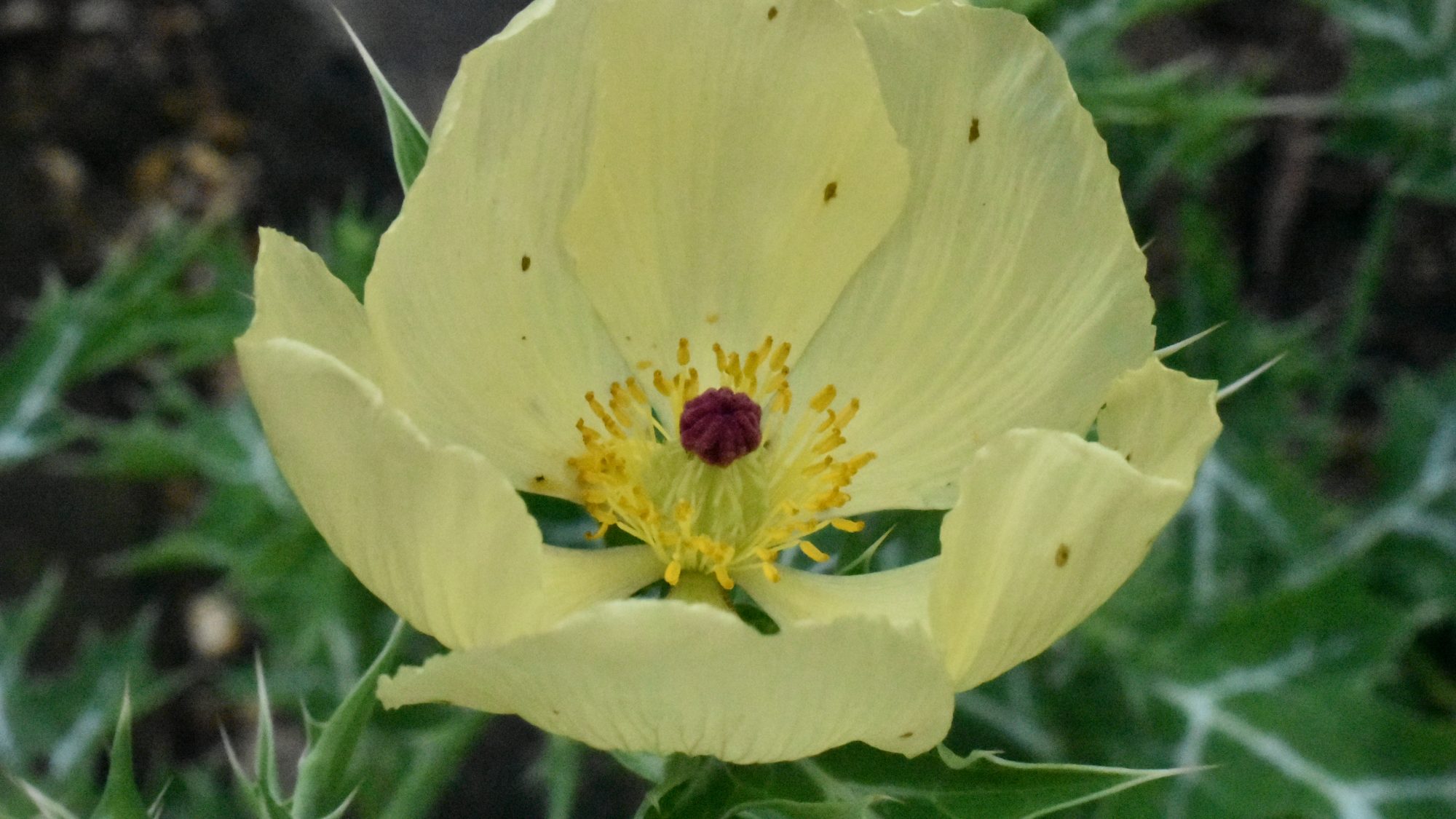 Open, lemon, poppy-type flower.