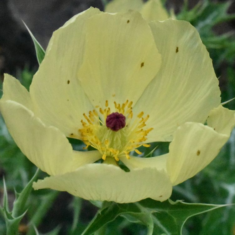 Argemone mexicana