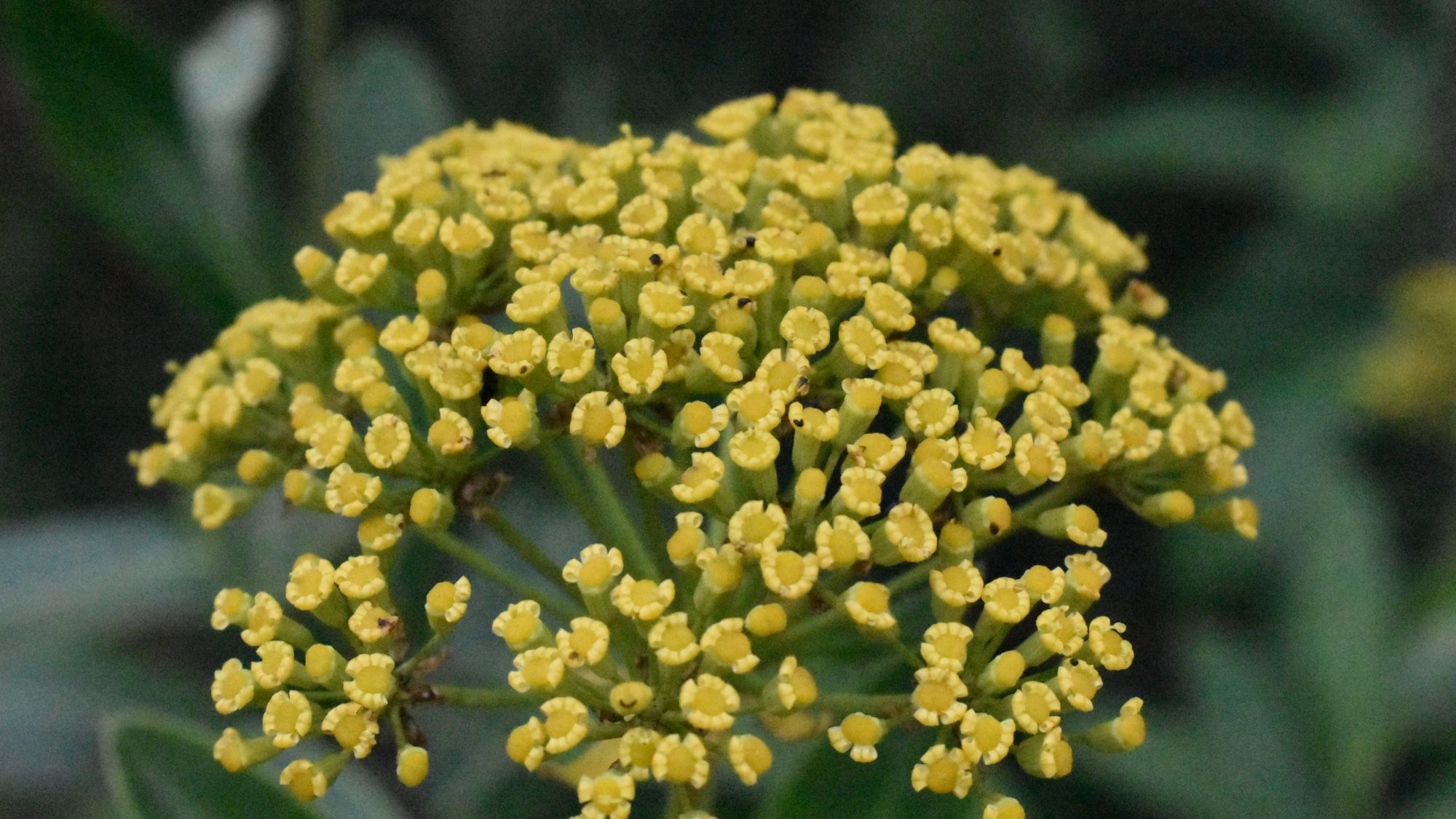 Dome of small yellow flowers.