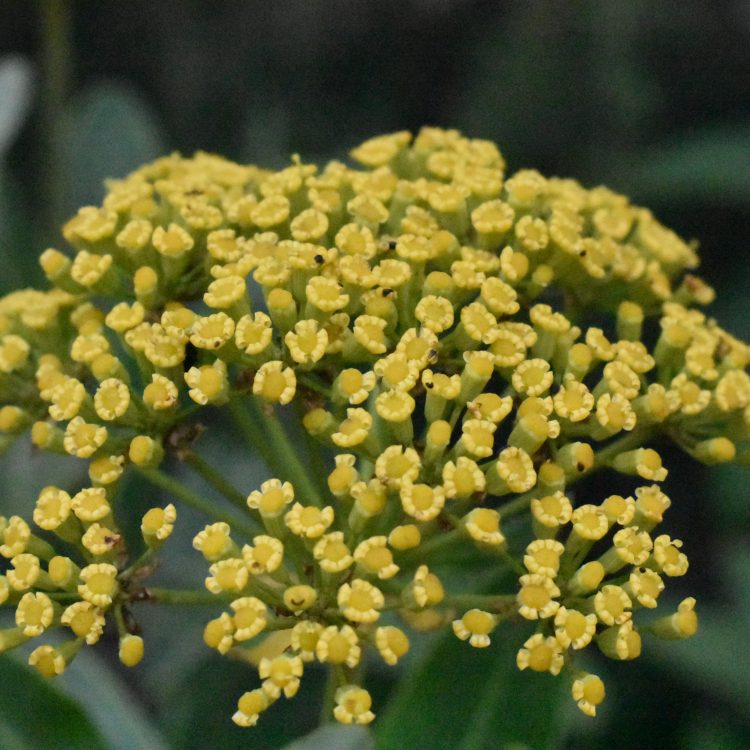 Bupleurum fruticosum