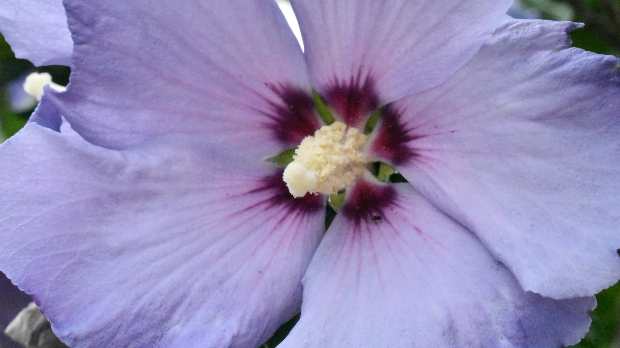 Violet-blue flower with a maroon eye.