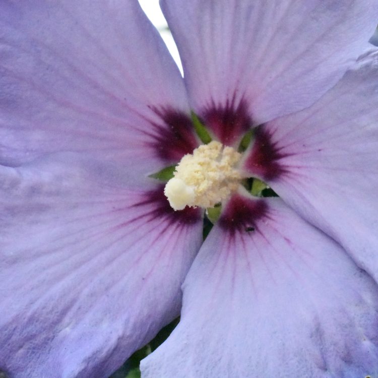 Hibiscus ‘Blue Bird’