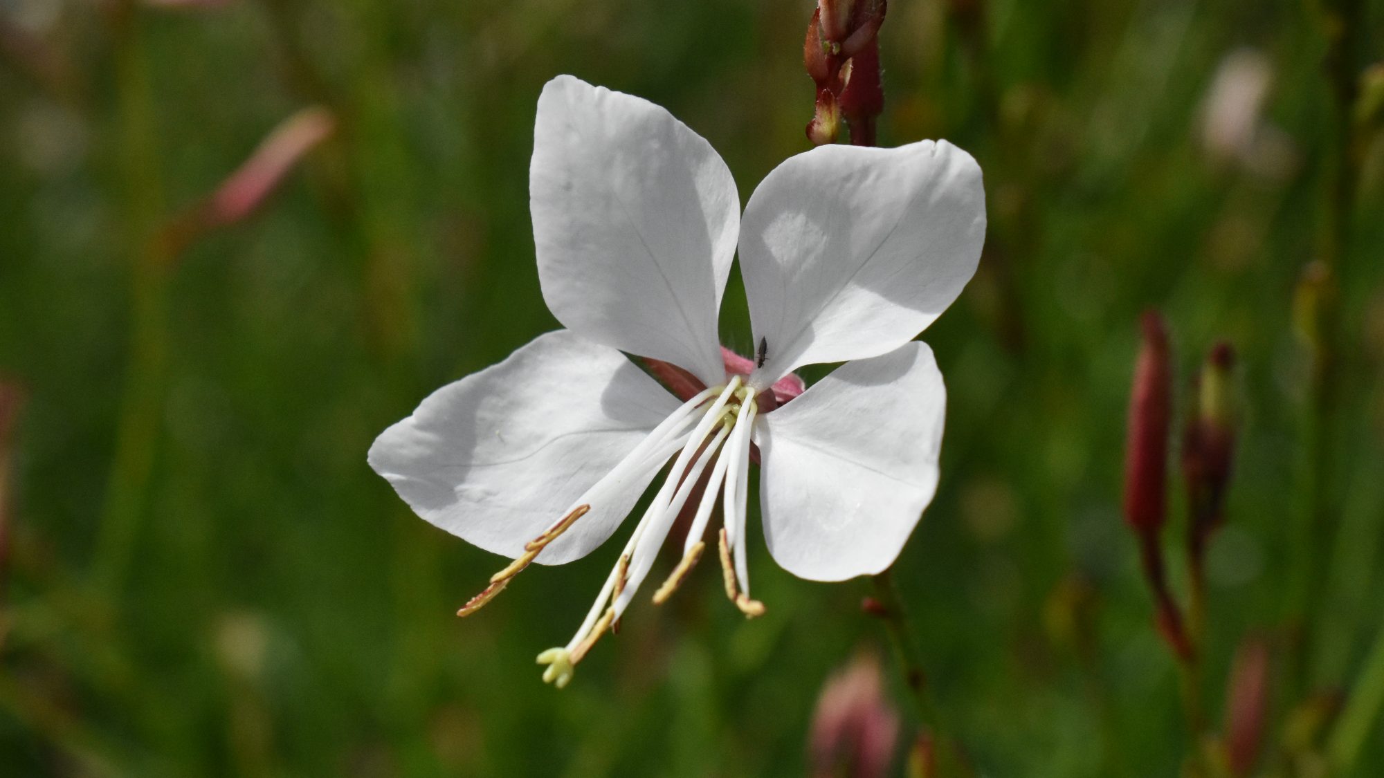 Open white flower.