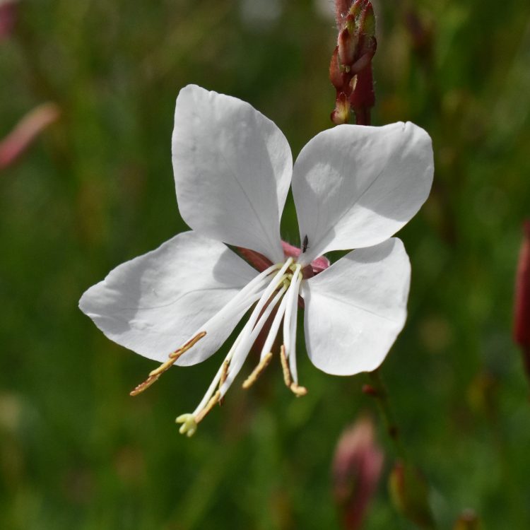 Oenothera lindheimeri ‘The Bride’