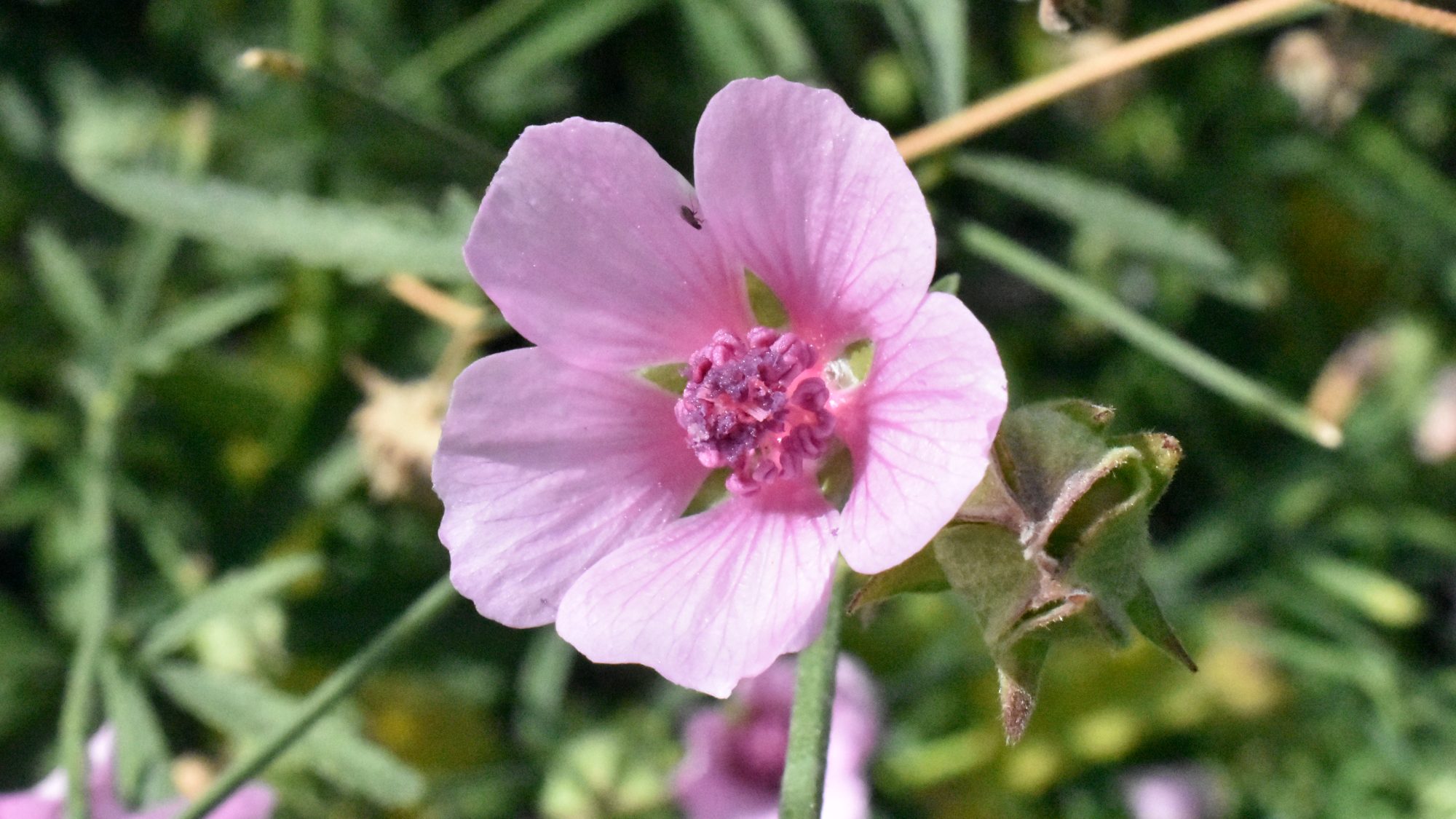 Open, pale pink flower.