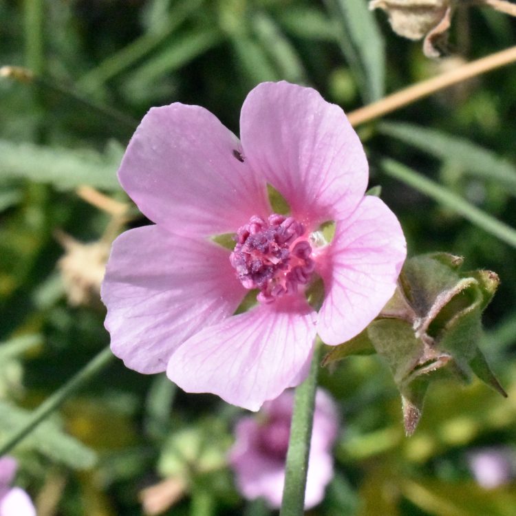 Althaea cannabina