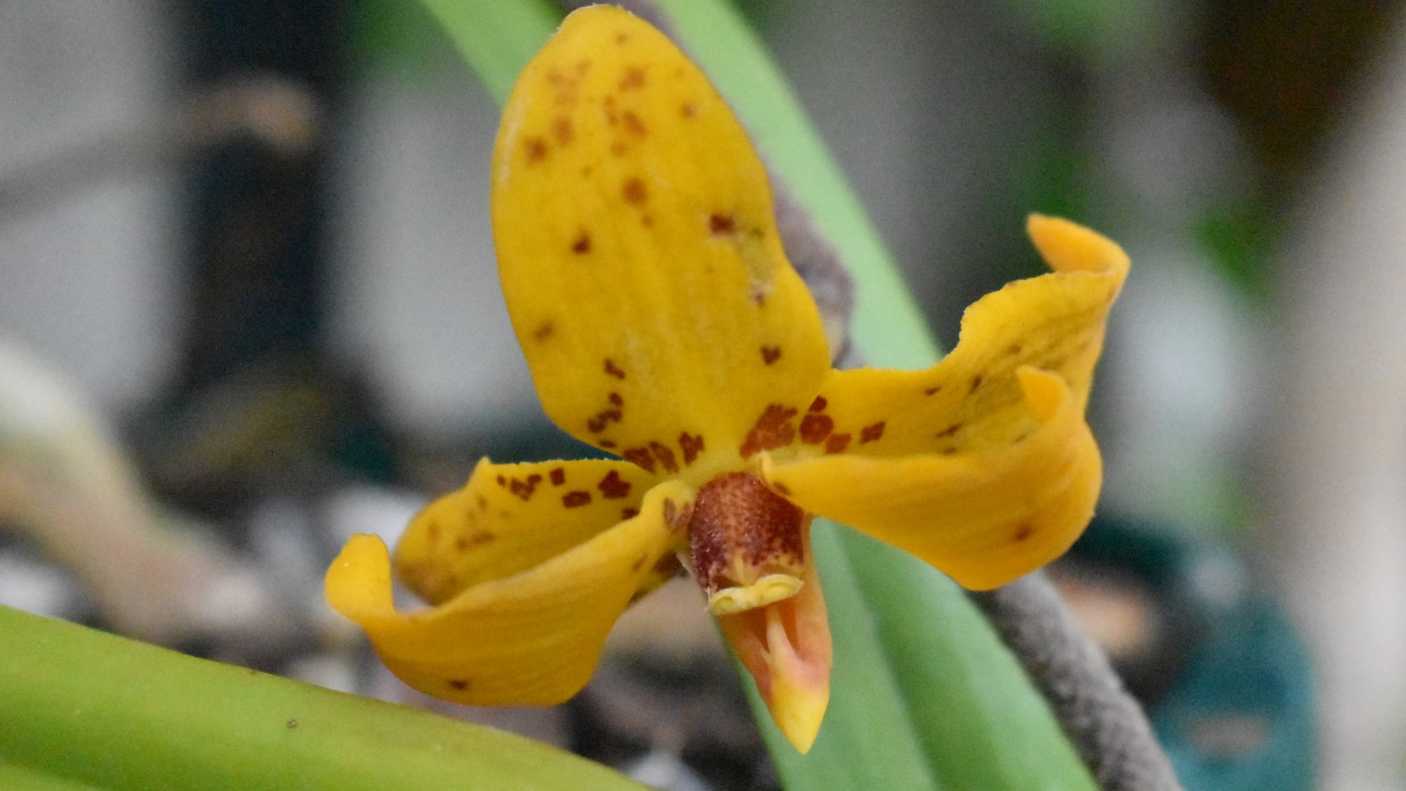 Five-petalled, yellow orchid with red-brown speckling.