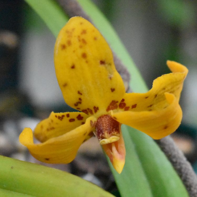 Dimorphorchis lowii