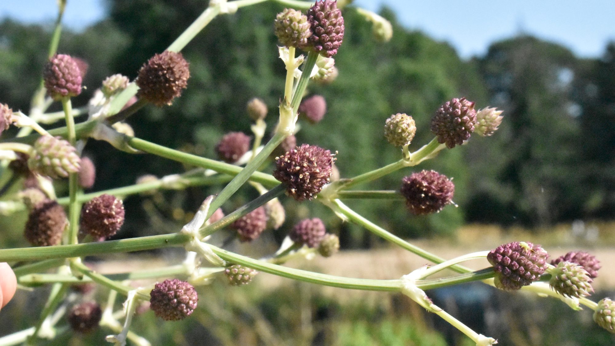 Delicate umbels of purple-brown flower heads.