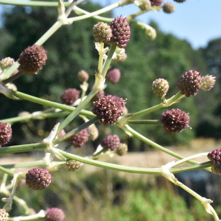 Eryngium pandanifolium