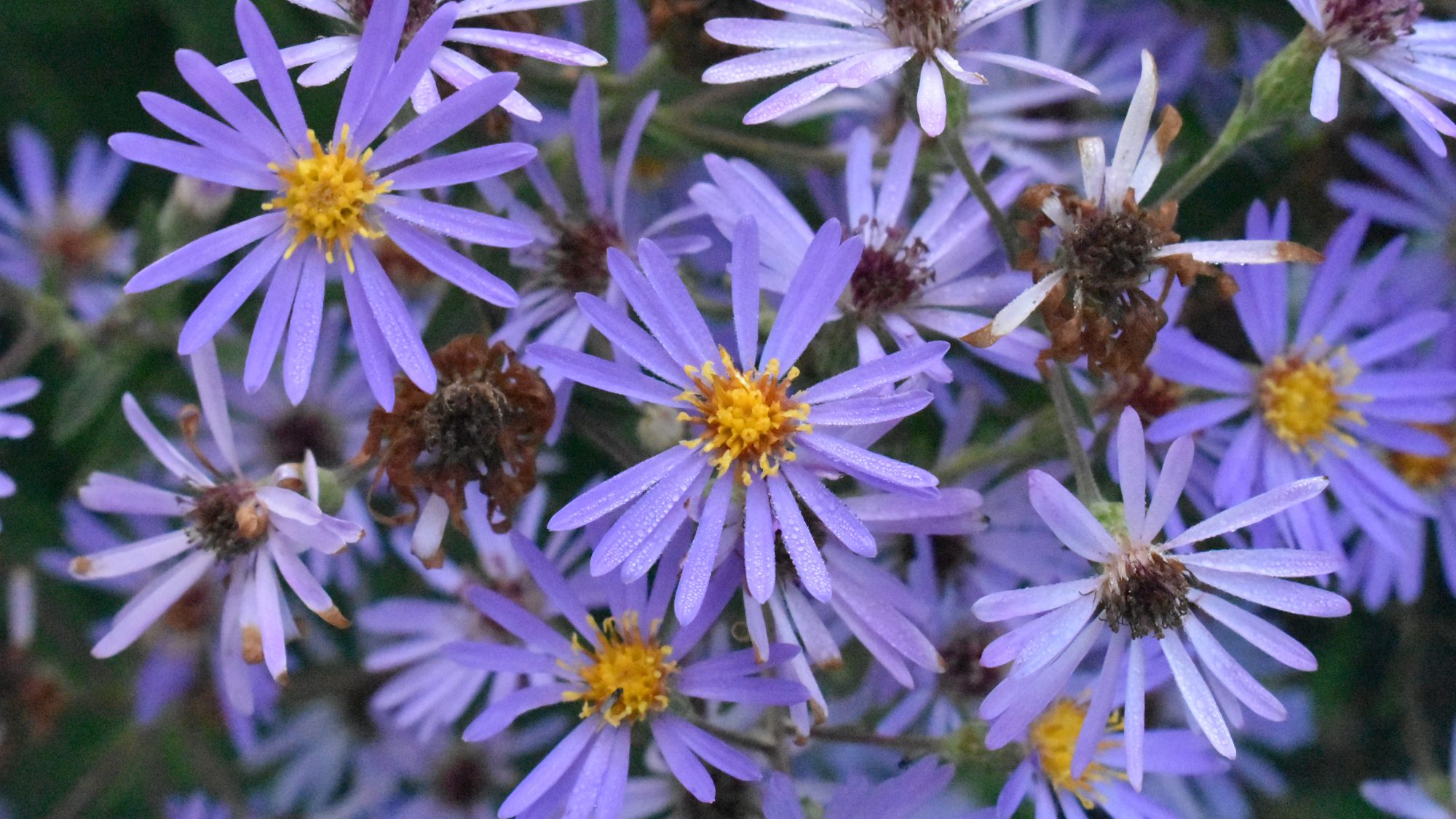 Starry pale blue flowers.
