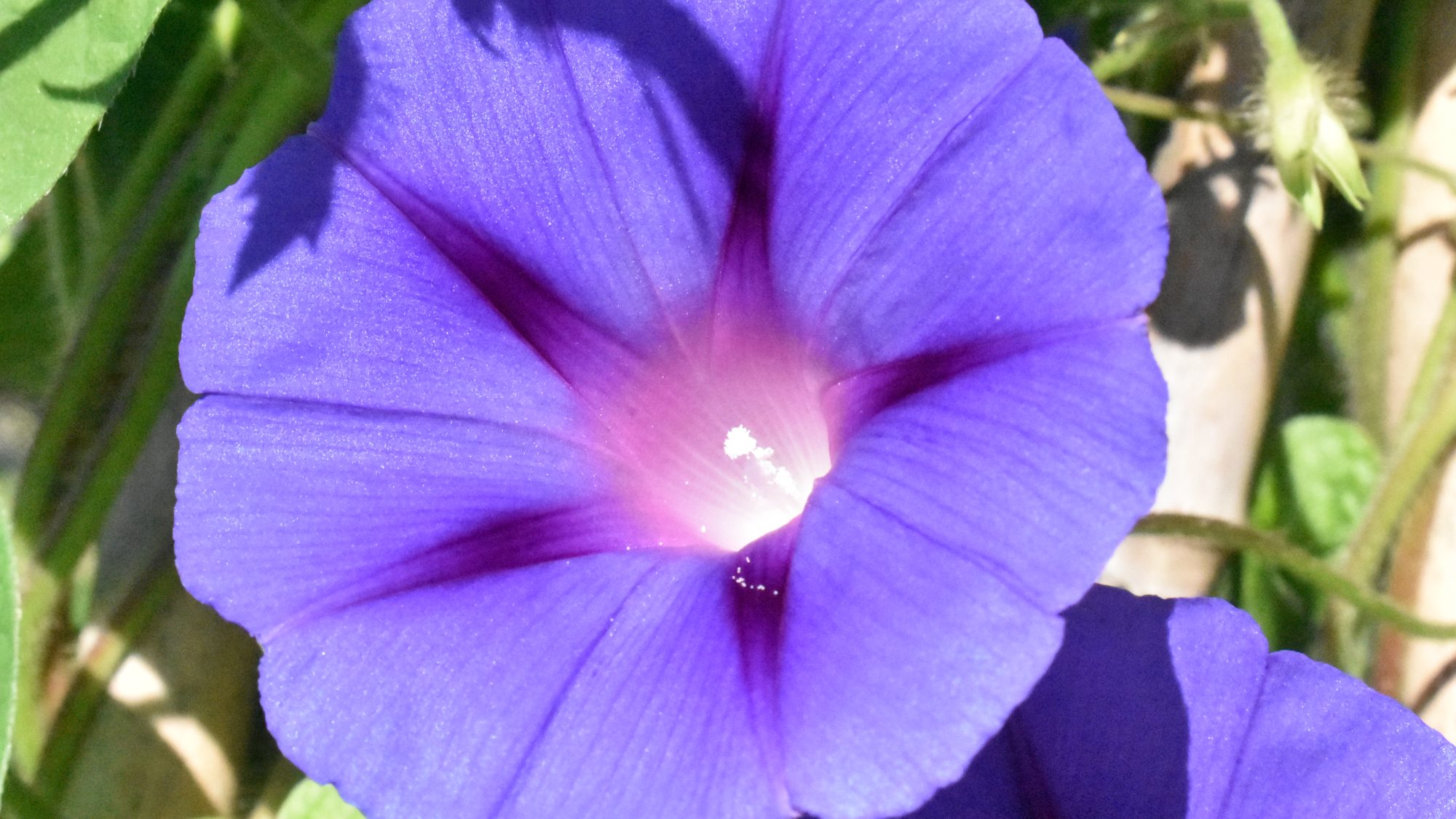 Open, purple flower with white throat.