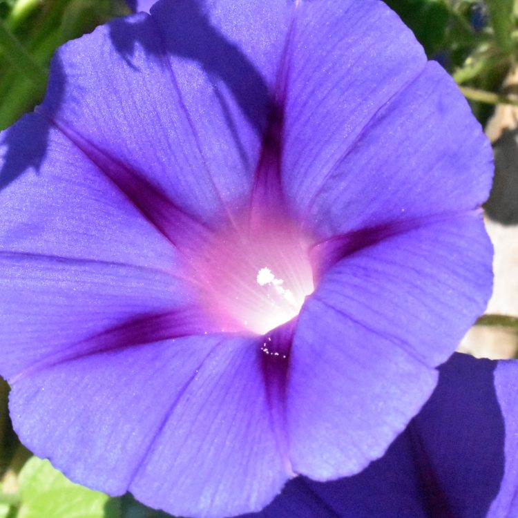 Ipomoea purpurea
