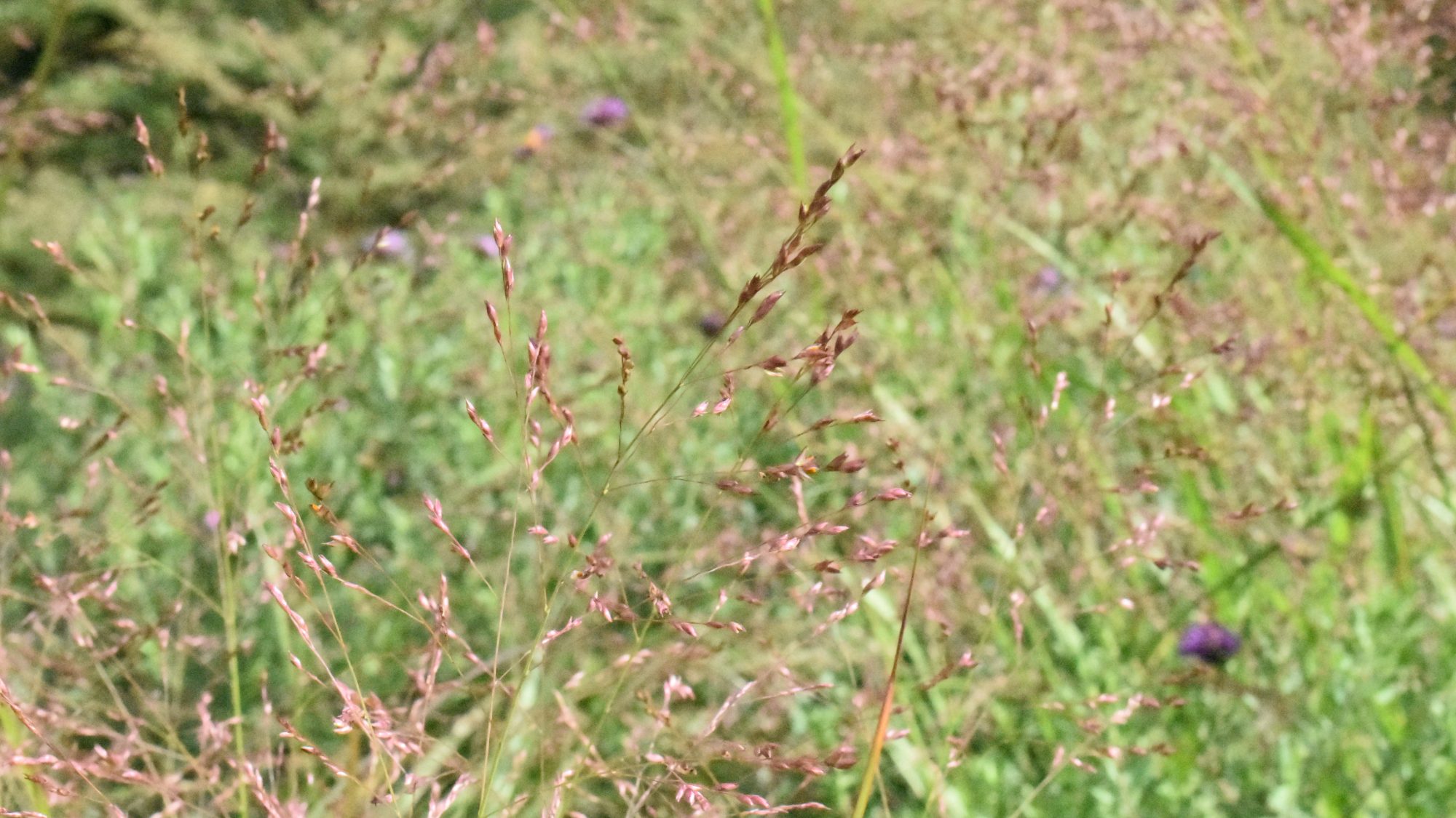 Airy purple-tinted grass flower heads.