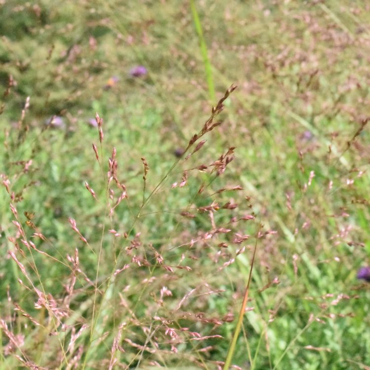 Panicum virgatum ‘Squaw’