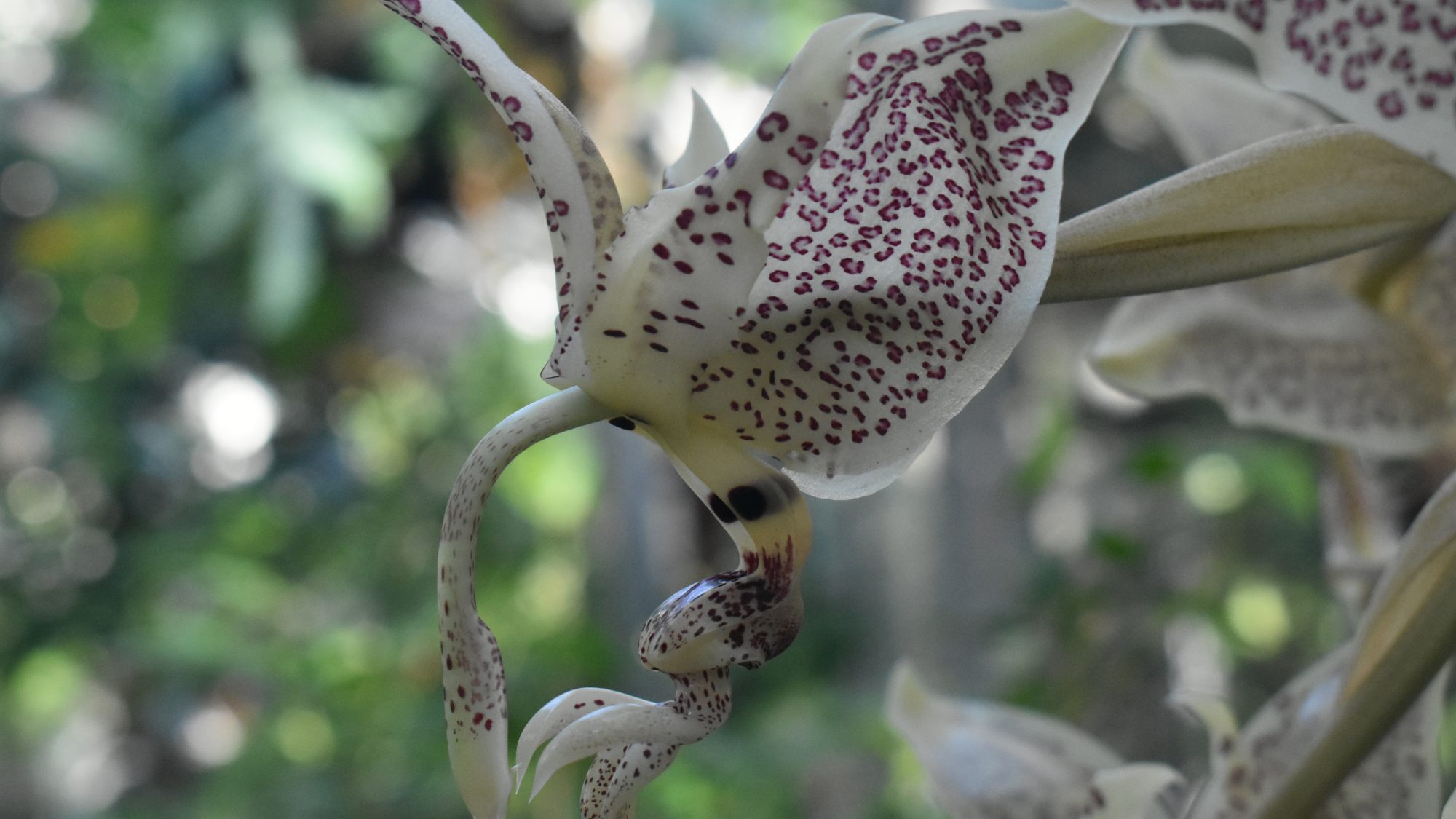 Cream orchid with deep red speckles.