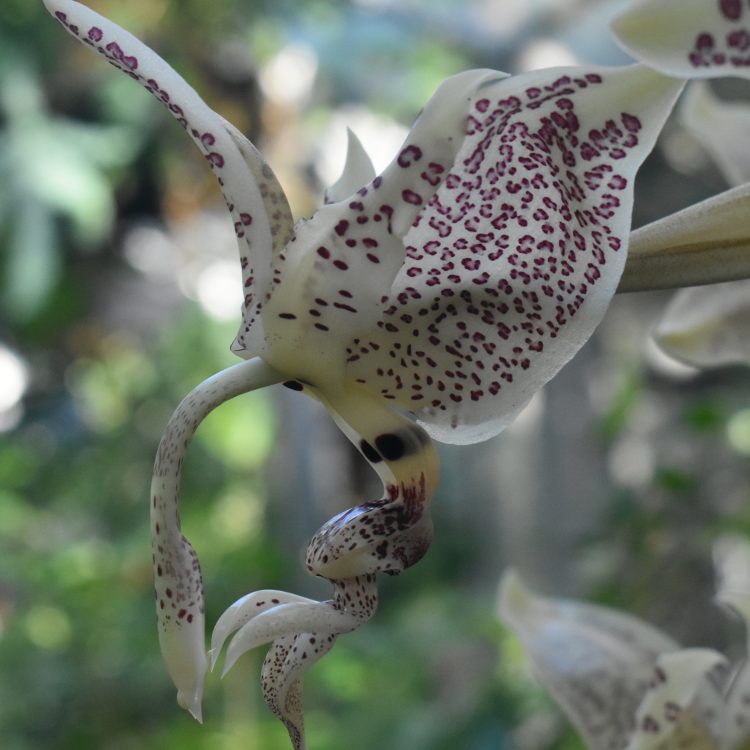 Stanhopea oculata
