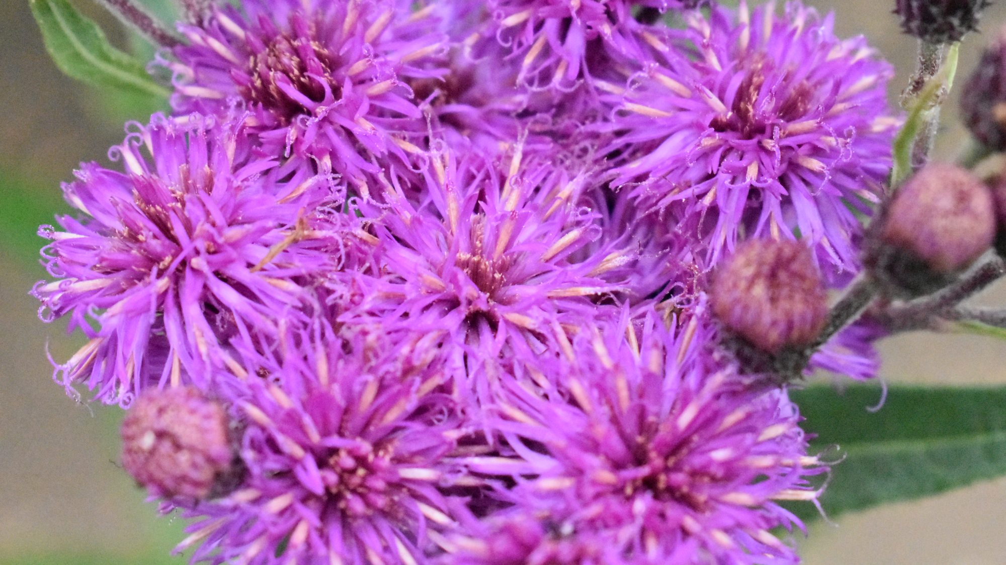 Head of cerise daisy-like flowers.