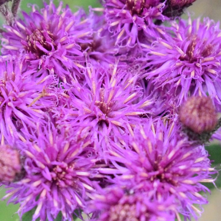 Vernonia altissima