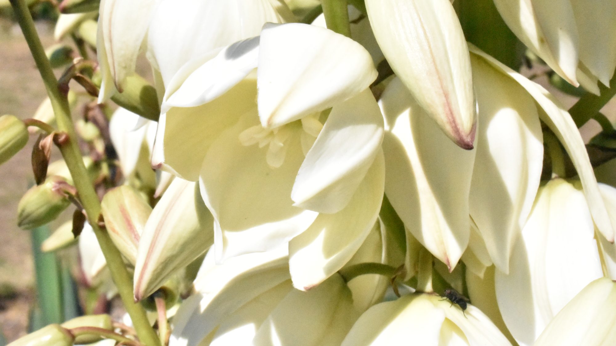 Panicle of cream-white bell-shaped flowers.