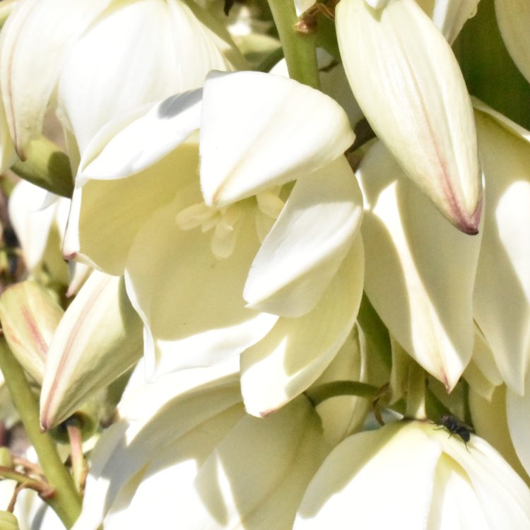 Yucca gloriosa var. tristis