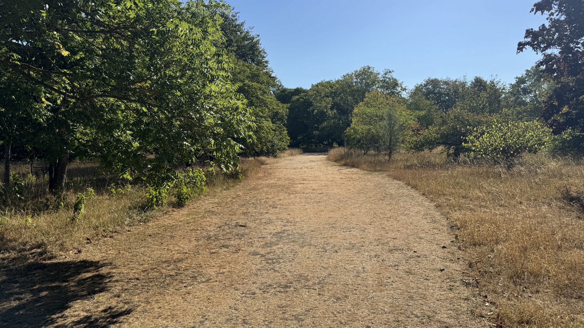 a path of yellow, dead grass stretches into the distance with yellow grass and green trees around it