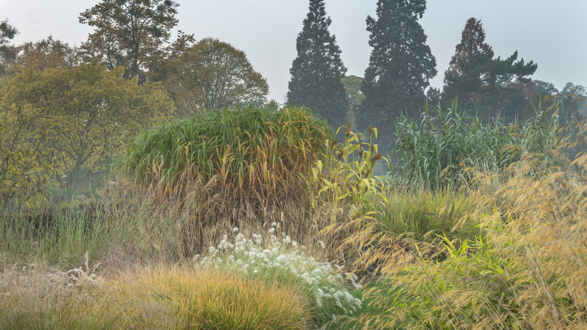 Tall ornamental grasses fill beds in the foreground, with tall trees a crops of corn in the background.