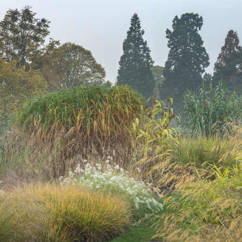 Grasses: Adding movement, texture and sound to your garden