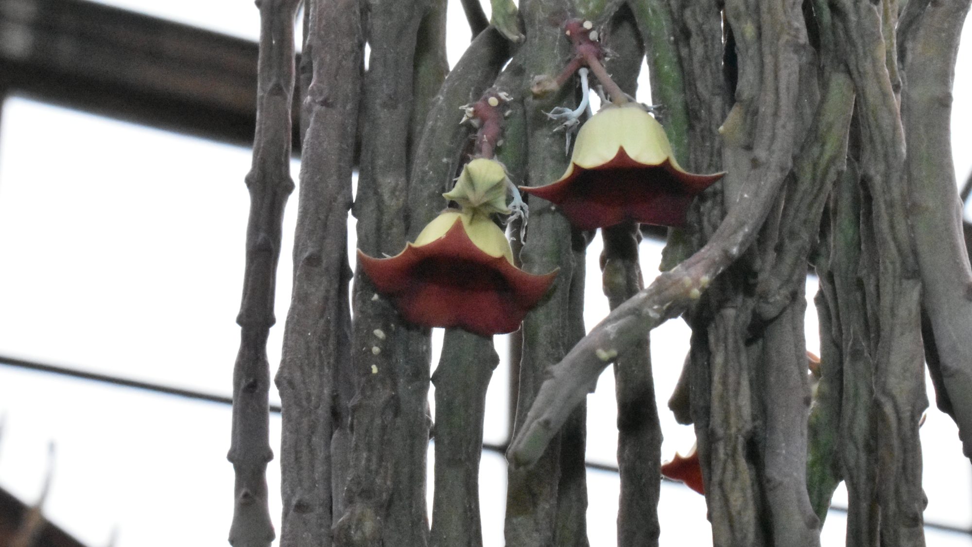 Deep red, pendent, bell-shaped flowers.
