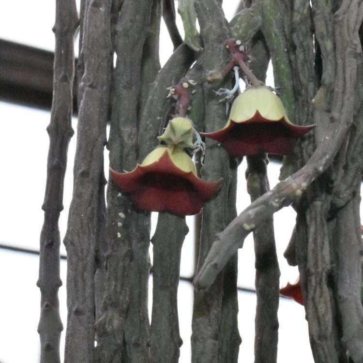 Huernia pendula